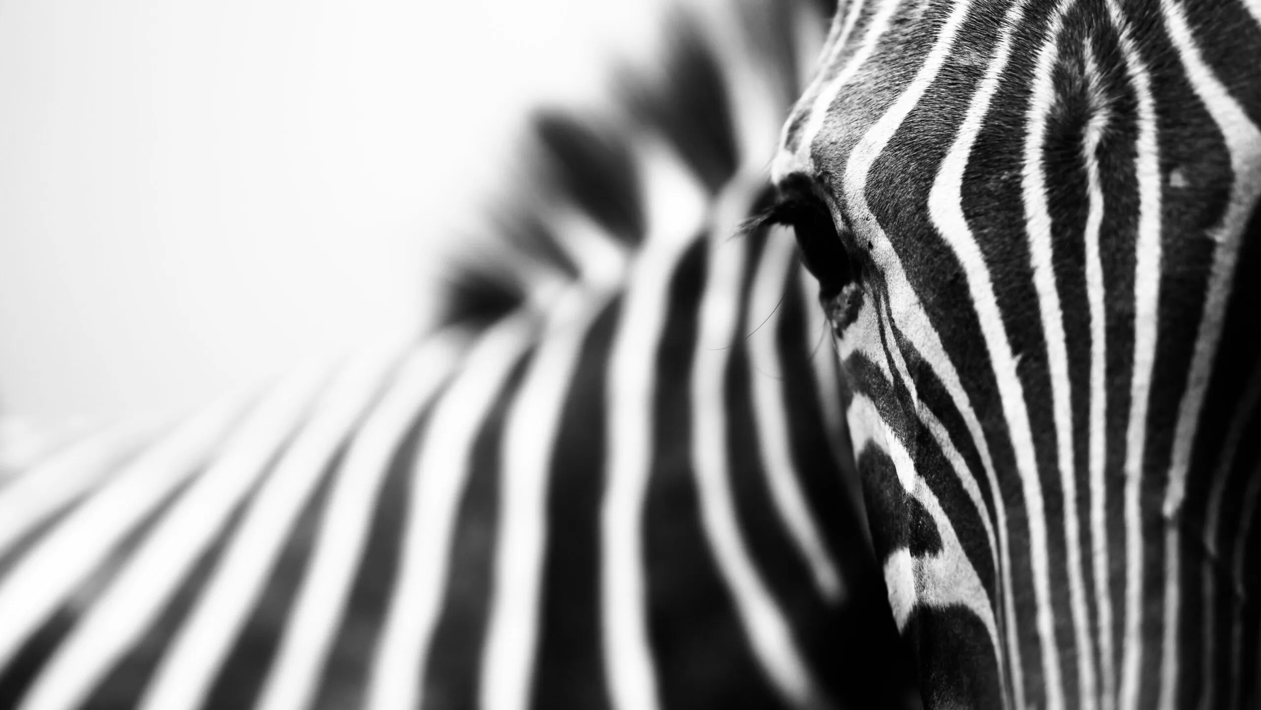 Biais de perception en mode sombre