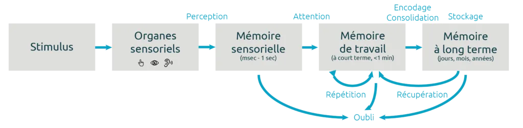 Diagram of learning and memory