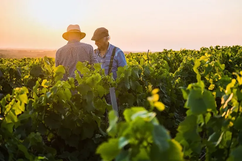 A wine-grower extranet audited, then put back on its feet
