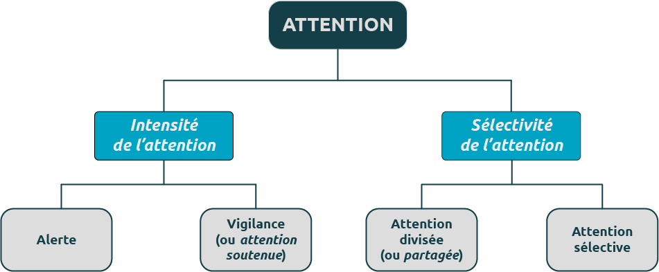 Schéma de l'attention